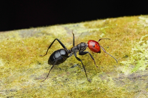 Colobopsis cylindricaColobopsis cylindrica
