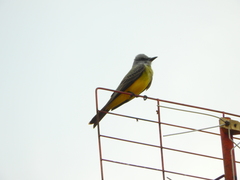 Tyrannus melancholicus