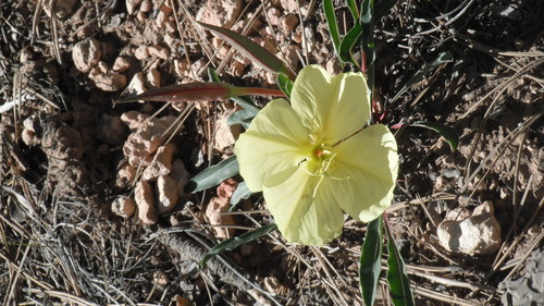Image of Oenothera howardii by (c) Christina S. Baer, some rights reserved (CC BY)