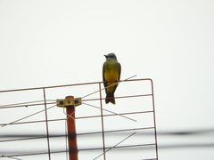 Tyrannus melancholicus