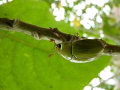 Pelidnota prasina