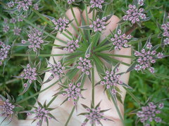 Daucus decipiens