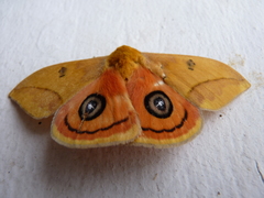 Automeris jucunda