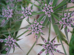 Daucus decipiens