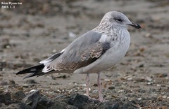 Larus fuscus heuglini