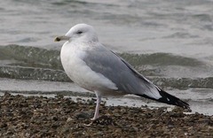 Larus fuscus heuglini
