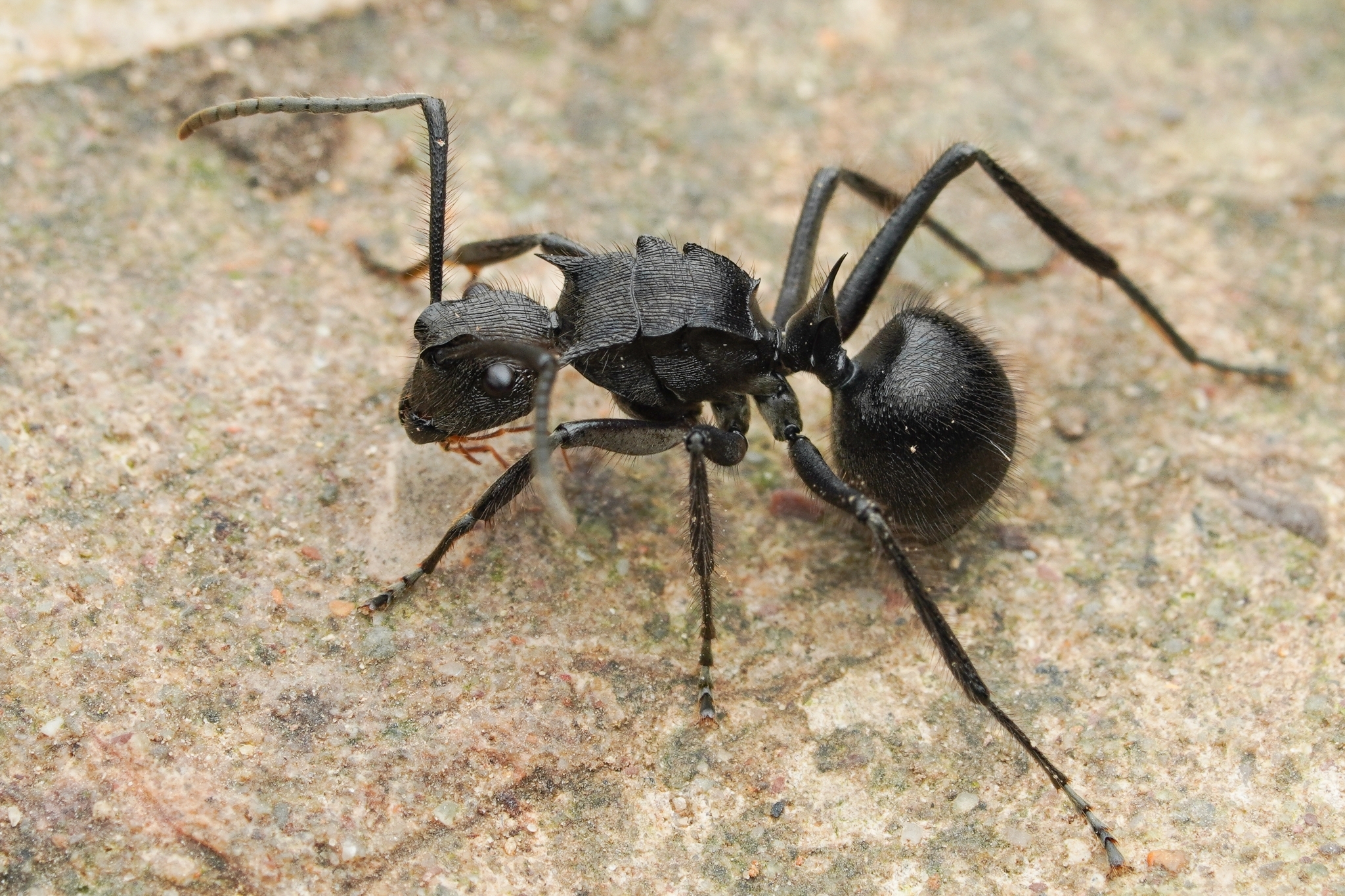 Polyrhachis striatorugosa