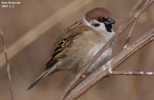 Passer montanus saturatus