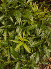 Palicourea boqueronensis