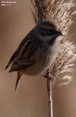 Emberiza pallasi