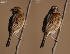 Emberiza