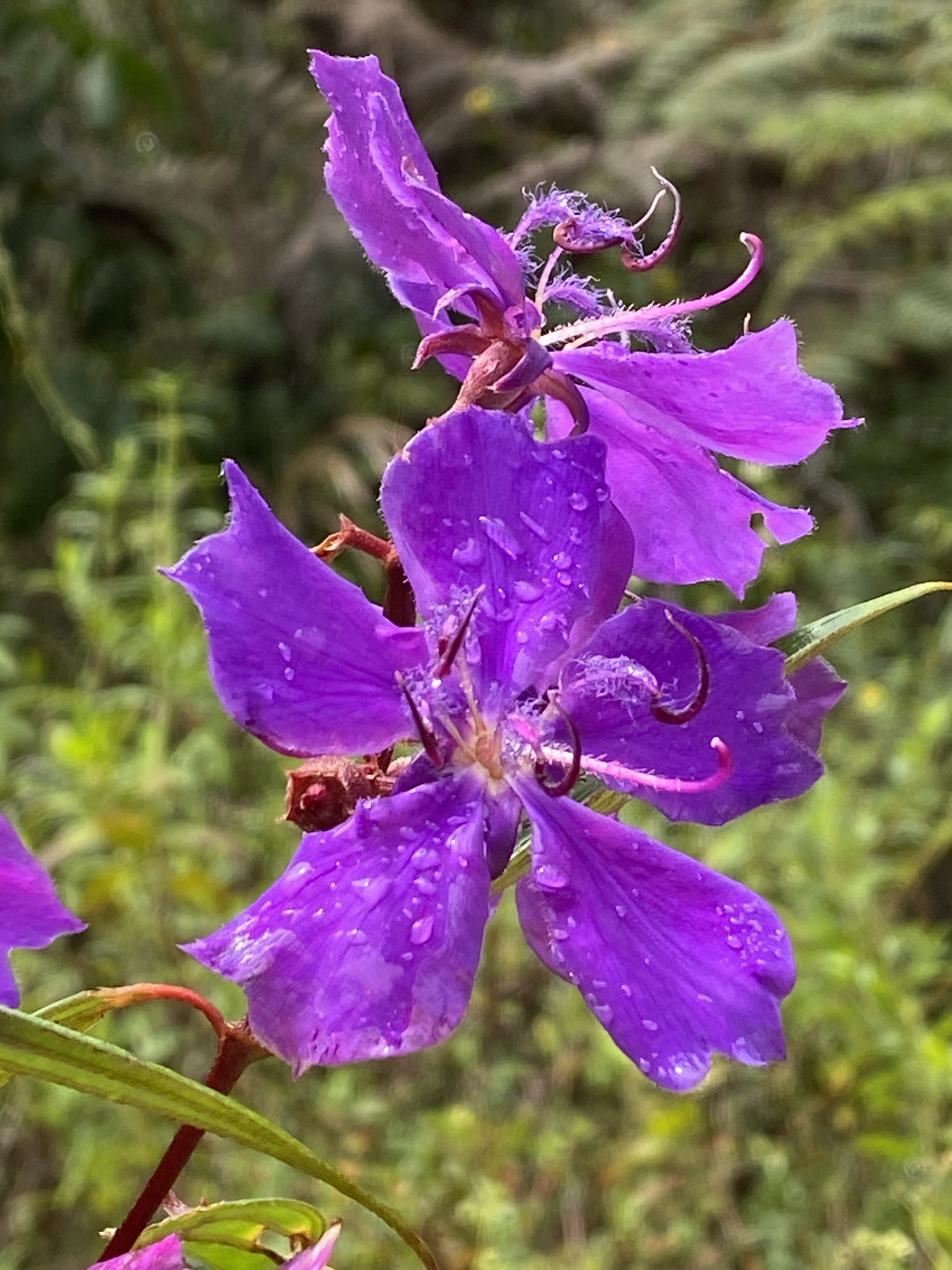 Pleroma fissinervium
