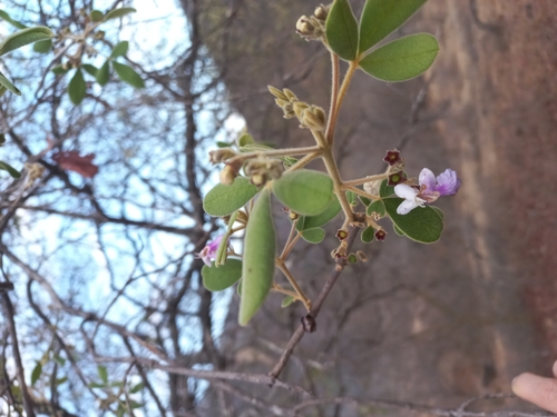 Coyotomate (Vitex mollis)
