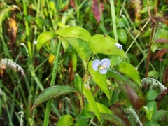 Commelina pallida