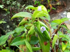 Commelina pallida