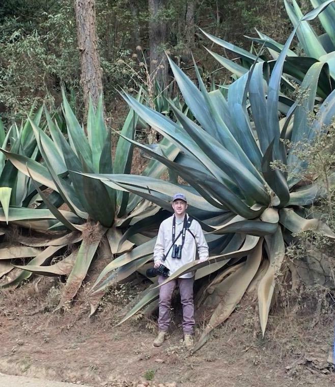 公式 オンライン販売 2 Agave atrovirens var. sigmatophylla アガベ