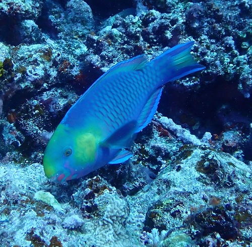 Scarus spinus