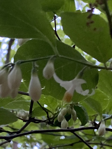 Bigleaf snowbell (Styrax grandifolius)