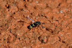 Ancistrocerus bustamente