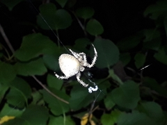 Araneus pallidus