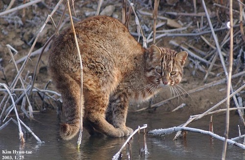 Mainland Leopard Cat