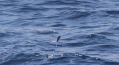 Exocoetidae