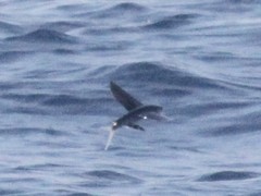 Exocoetidae