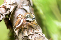 Pelegrina pervaga