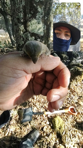 North American Least Shrew