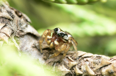 Pelegrina pervaga