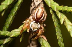 Pelegrina pervaga