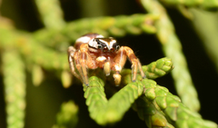 Pelegrina pervaga
