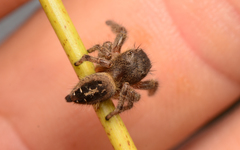 Phidippus texanus