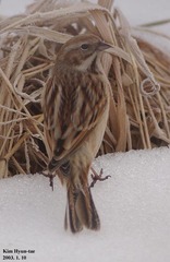 Emberiza pallasi