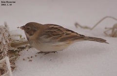Emberiza pallasi
