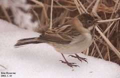 Emberiza pallasi