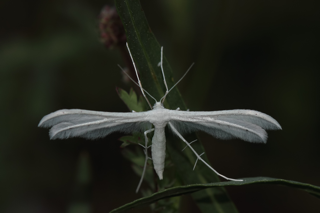 Pterophorus ischnodactyla