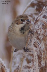 Emberiza pallasi