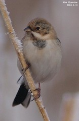 Emberiza pallasi
