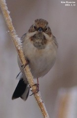 Emberiza pallasi