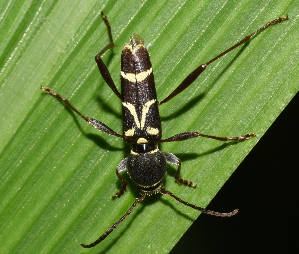 Perissus delectus