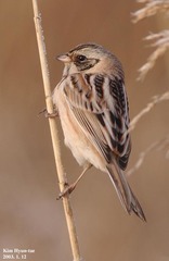Emberiza yessoensis