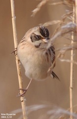 Emberiza yessoensis