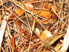Australopacifica