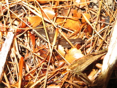 Australopacifica