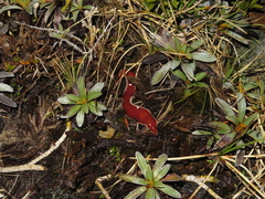 Arthurdendyus testaceus