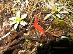 Arthurdendyus testaceus