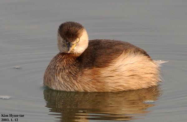 Little Grebe
