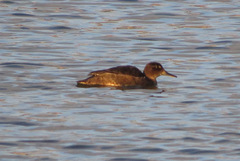 Heteronetta atricapilla