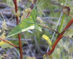 Calystegia marginata